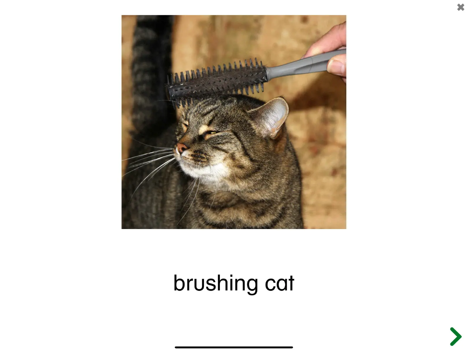 Screenshot of the See and Learn Phrases 1 app showing the phrase 'Brushing cat'