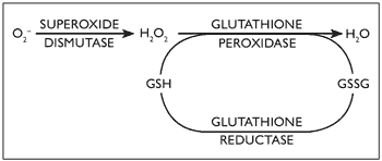 Figure 1. Glutathione peroxidase (GPX) role in oxidative stress and its interaction with superoxide dismutase (SOD).