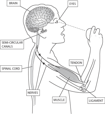 Illustration showing the co-ordination of motor control in the body